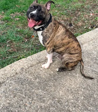 Brown and white dog sitting on concrete with his tongue hanging out