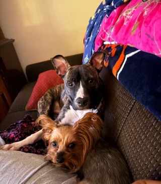 Two dogs being transported to an appointment