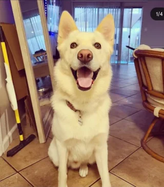 White dog looking at the camera
